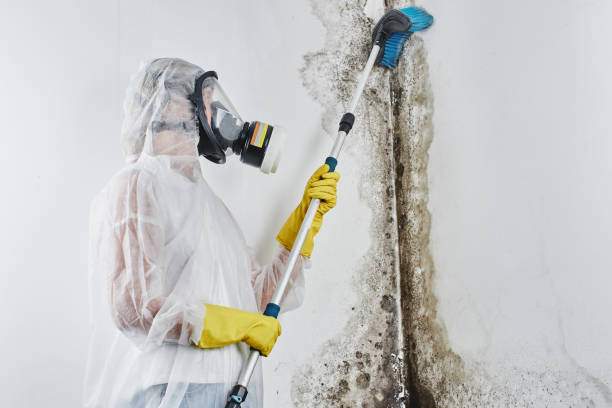 Best Fast Mold Removal  in Morn, GA