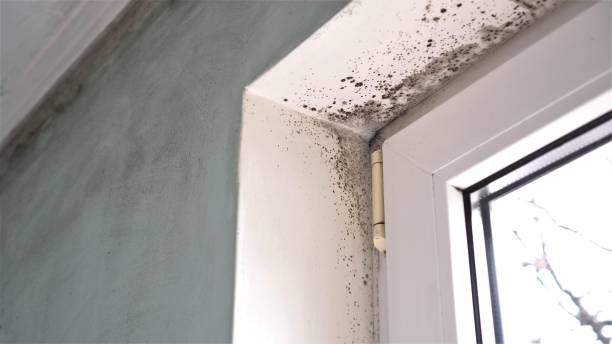 Best Office Mold Removal Services  in Morn, GA