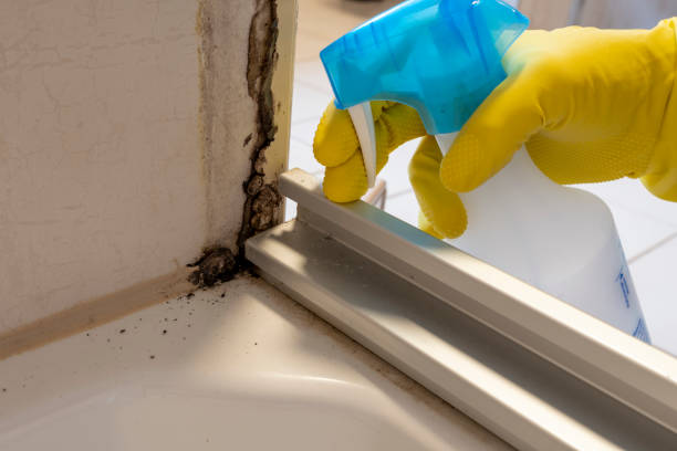 Best Same-Day Mold Removal  in Morn, GA