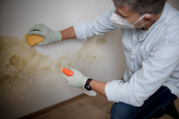 Trusted Morgan, GA Mold Removal Experts